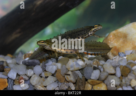 Teichmolch Molch,,, Triturus vulgaris, Lissotriton, comune, Tritone, Foto Stock