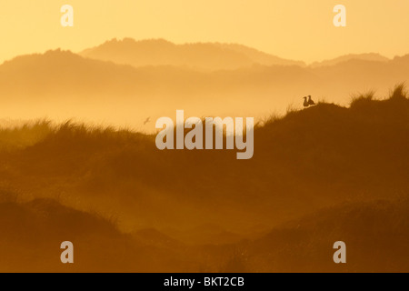 In Zonsopkomst vroeg voorjaar vanaf hoog duin over oude duinen en duinvaleien incontrato nevel en nebbia. Foto Stock