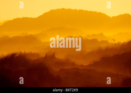 In Zonsopkomst vroeg voorjaar vanaf hoog duin over oude duinen en duinvaleien incontrato nevel en nebbia. Foto Stock