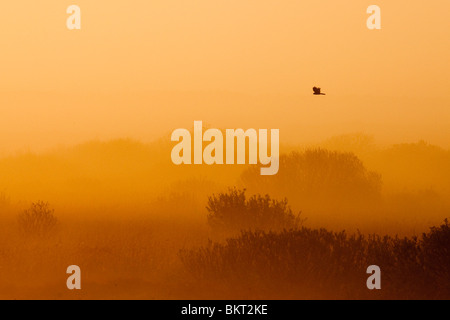 In Zonsopkomst vroeg voorjaar vanaf hoog duin over oude duinen en duinvaleien incontrato nevel en mist en kiekendief. In Zonsopkomst vroeg voorjaar vanaf hoog duin over oude duinen en duinvaleien incontrato nevel en nebbia. Foto Stock