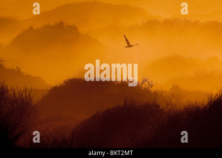 In Zonsopkomst vroeg voorjaar vanaf hoog duin over oude duinen en duinvaleien incontrato nevel en mist.Ter Foto Stock