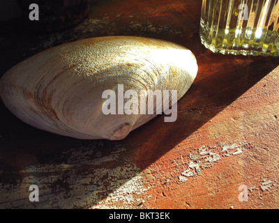 Clam shell sul vecchio superficie dipinta. Foto Stock