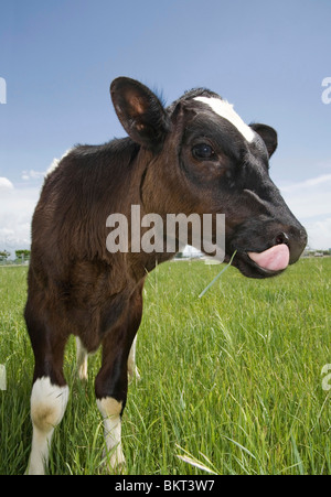 Funny giovane vacca alimentazione di vitello in un campo con la lingua fuori di close-up Foto Stock