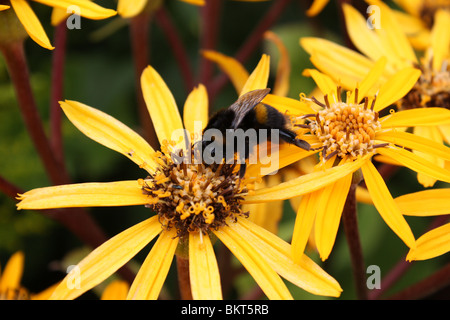 Bee appoggiata su un fiore giallo,polinating il fiore nel giardino Foto Stock