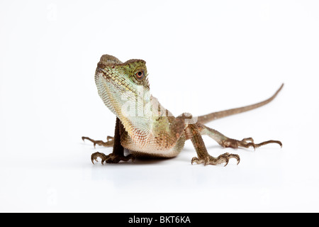 Montagna lucertola cornuta, Acanthosaura crucigera, Asia Foto Stock