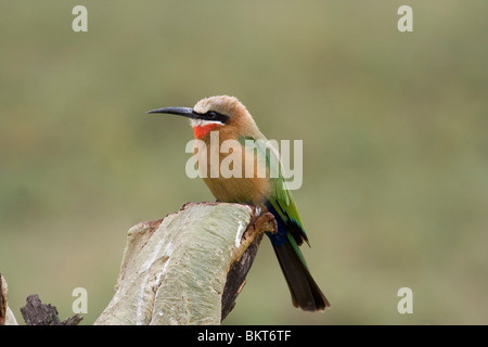 Apicollo con fronte bianco, Kenya centrale. Foto Stock