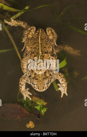 Foto verticale di una coppia natterjack rospi nuotare in acqua con i loro strisce ben visibili Foto Stock