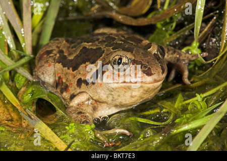 Foto di un maschio spadefoot comune nell'acqua tra le alghe Foto Stock