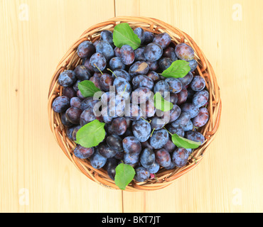 Appena raccolto damson prugne in un cesto di vimini Foto Stock