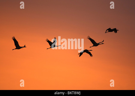 Europese Kraanvogel (grus grus) in vlucht bij zonsopgang in het najaar, vogeltrek, Lac du Der, Frankrijk gru europeo (grus grus) in volo a sunrise in autunno, birdmigration, Lac du Der, Francia Foto Stock