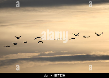 Europese Kraanvogel (grus grus) in vlucht bij zonsopgang in het najaar, vogeltrek, Lac du Der, Frankrijk gru europeo (grus grus) in volo a sunrise in autunno, birdmigration, Lac du Der, Francia Foto Stock