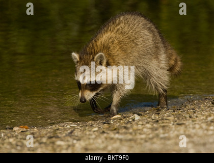 Wasbeer, Procione lotor, Raccoon Foto Stock