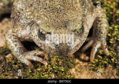 Ritratto di un comune ostetrica toad Foto Stock