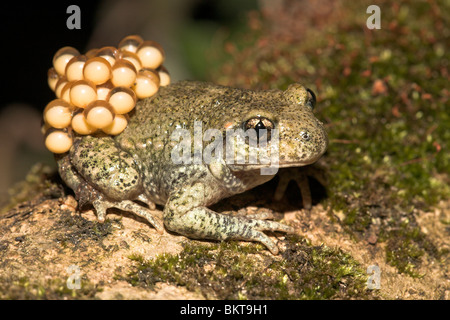 Foto di un maschio di ostetrica toad con uova (spawn) Foto Stock