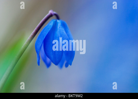 Macro nomeop van een oosterse sterhyacint, net ontluikend; Macro foto di Scilla siberica, germogliando. Foto Stock