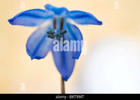 Macro nomeop van een oosterse sterhyacint; Macro foto di Scilla siberica Foto Stock