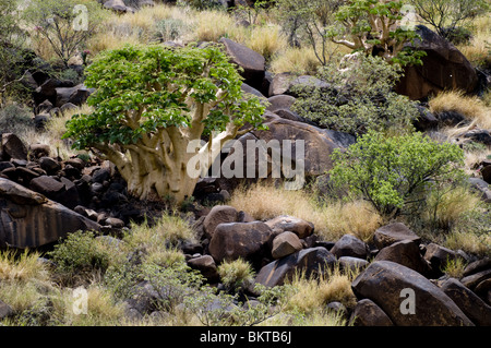 Giovani alberi di baobab, Erindi, Namibia. Foto Stock