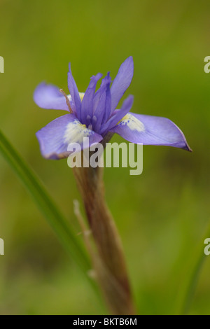 Iris sisyrinchium bloeit slechts 3-4 uur; barberia dado o mini-iris fioritura solo 3-4 ore Foto Stock