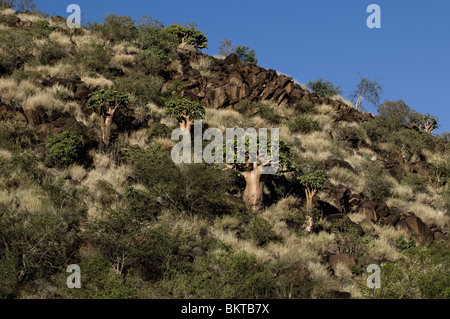 Giovani alberi di baobab, Erindi, Namibia. Foto Stock