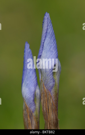 Knoppen van iris sisyrinchium; gemme di barberia dado Foto Stock