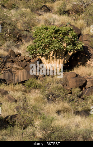 Giovani alberi di baobab, Erindi, Namibia. Foto Stock