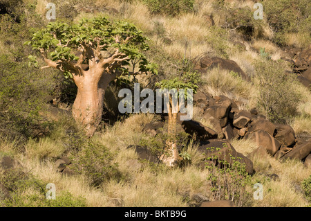 Giovani alberi di baobab, Erindi, Namibia. Foto Stock