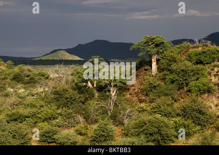 Giovani alberi di baobab, Erindi, Namibia. Foto Stock