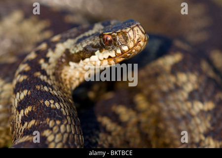 Vrouwtje van de sommatore; femmina sommatore Foto Stock