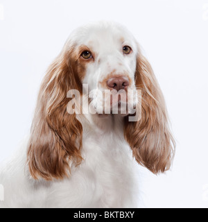 Red English Cocker Spaniel studio su sfondo bianco Foto Stock