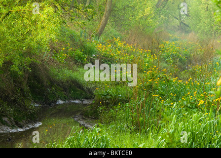 Voorjaar in klein profijt; la molla nella foresta di marea di klein profijt Foto Stock