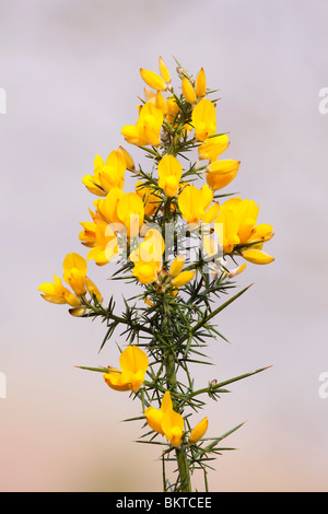 Gorse comune fioritura durante il mese di aprile nel Parco Nazionale del Distretto dei Laghi Foto Stock