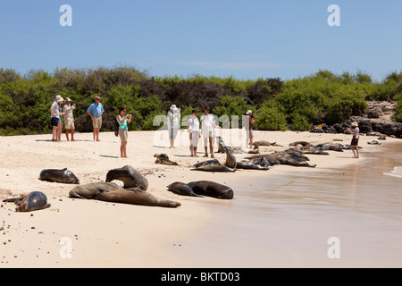 I turisti alla ricerca di leoni di mare sulla spiaggia a santa fe in isole Galapagos Foto Stock