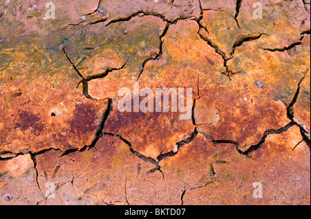 Kleurrijk zeeklei in natuurontwikkelingsgebied de Noordwaard in de Brabantse Biesbosch; colorati in argilla naturedevelopment area de Noordwaard nel Biesbosch National Park Foto Stock