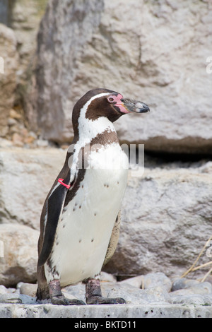 Pinguini Humboldt (Spheniscus Humboldti) in cattività Foto Stock