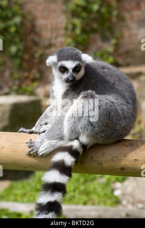 Anello-tailed Lemur dal Madagascar in cattività Foto Stock