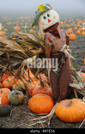 Lo Spaventapasseri in Zucca Patch Foto Stock