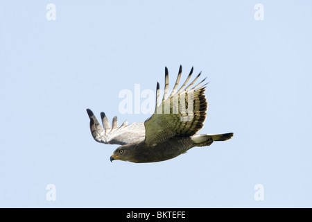 Western nastrare Snake Eagle (Circaetus cinerascens) Foto Stock