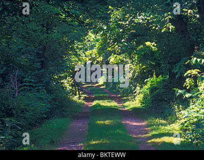 Singola corsia alberata ombreggiata strada sterrata circondata da una fitta estate verde fogliame, Lancaster County, Pennsylvannia, STATI UNITI D'AMERICA. Foto Stock