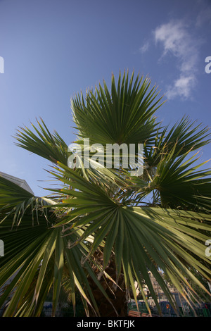 Palm tree Foto Stock