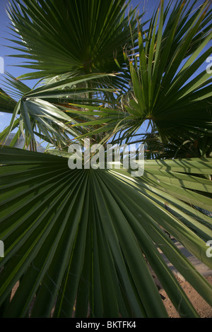 Palm tree Foto Stock