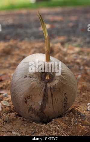 La germogliazione di noce di cocco o di germinazione. (Cocus nucifera) Sentosa Island Beach, Singapore. Foto Stock