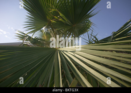 Palm tree Foto Stock