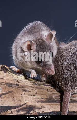 Spinosa egiziano topi (Acomys cahirinus cahirinus). Vista frontale di un animale, guardando oltre la 'spiny cercando capelli" sulla groppa di un'altra seduta lungo. Foto Stock