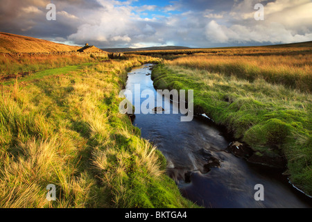 Colore di autunno circonda questo piccolo ruscello in Birk Dale in Yorkshire Dales di Inghilterra Foto Stock