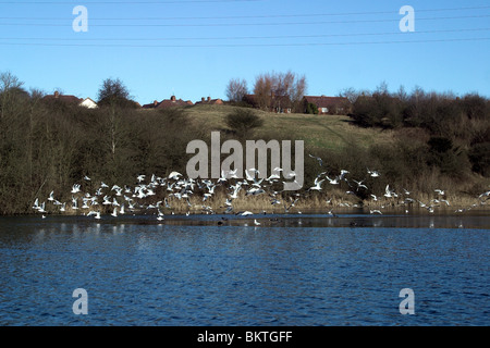 I gabbiani floccaggio sulla piscina. Piscine Fens Riserva Naturale. Brierley Hill. West Midlands. Foto Stock