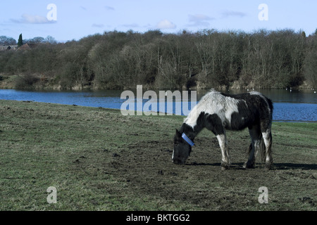 Pony da pascolo a Fagnes Piscine Riserva Naturale. West Midlands. Foto Stock