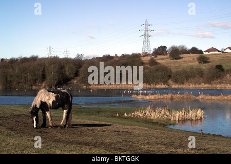 Pony da pascolo a Fagnes Piscine Riserva Naturale. West Midlands. Foto Stock