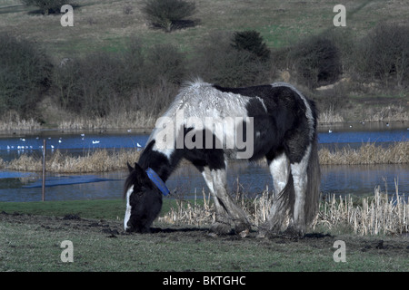 Pony da pascolo a Fagnes Piscine Riserva Naturale. West Midlands. Foto Stock