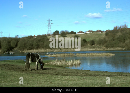 Pony al pascolo. Piscine Fens Riserva Naturale. Brierley Hill. West Midlands Foto Stock