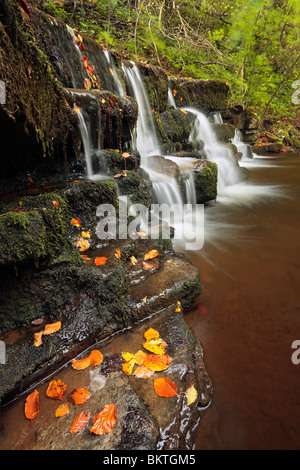 Colore di autunno a forza Scaleber vicino a stabilirsi in Yorkshire Dales di Inghilterra Foto Stock